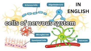 cells of nervous system Neuroglia Oligodendrocytes Astrocytes Microglia Ependymal Schwann Satellite [upl. by Barr238]