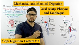 Mechanical and chemical digestion in oral cavity [upl. by Orlan]