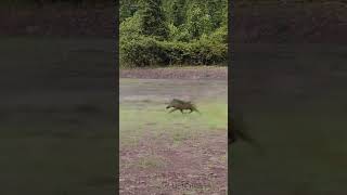 The Battle Between African Wild Dogs and Wild Boars [upl. by Ahsiugal]