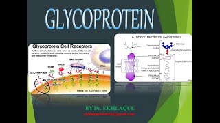 Glycoprotein [upl. by Rizan]