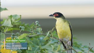 Cute Birds  Australasian Figbird  Backyard Birds  Canon R7 4K [upl. by Fein]