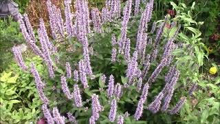 AGASTACHE  You need this in your 2024 Pollinator Garden CEGNatives [upl. by Aicinat]