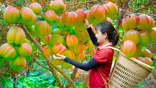 How To Harvesting Star Apple Fruit for to cook delicious food Goes to market sell  Lý Tiểu Luyến [upl. by Balsam]