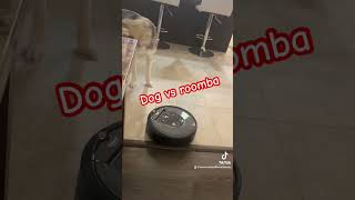 Dog vs roomba Cat vs roomba cats dogs pet roomba [upl. by Luaped]