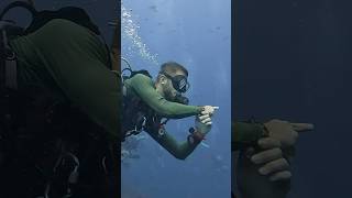 Scuba Diving with Remora dive shark ocean underwater underwaterlife [upl. by Dnalyk23]