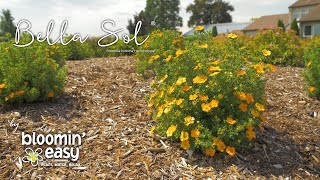 Meet Bella Sol® Potentilla [upl. by Notyalk255]