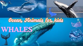 Ocean Animal Whale  Learn about Whale for kids  Sea Animal Names for Kids [upl. by Ahseyk]