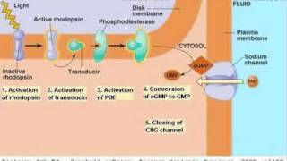 Human Eye 04 Biochemistry [upl. by Lisha]