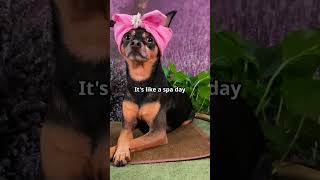 The Benefits of Canine Massage Therapy How It Boosts Health 🐾💆‍♂️  PetCentric TV [upl. by Ikir]