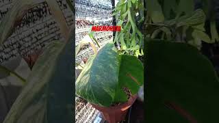 monstera marmorata plants monstera monsteraplant [upl. by Anauq]