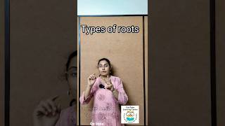 The World of Roots Taproot Fibrous Root System amp Adventitious Roots [upl. by Floris726]