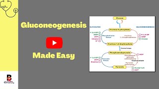 7 Gluconeogenesis Steps and Regulation [upl. by Nevarc]