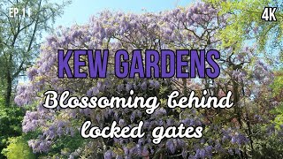 Wisteria sinensis at Kew Gardens  A fascinating history 4K [upl. by Annah]