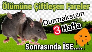 Antechinus Faresi Hiç Durmadan 3 Hafta Çiftleşiyor  HD Türkçe Dublaj Belgesel belgesel [upl. by Aubrey343]