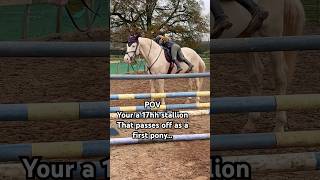 First pony No Ace the 17hh stallion horse equestrian showjumping horselover horsegirls ace [upl. by Gitlow]