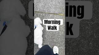 Morning walk with Snowie love travel morning routine nz [upl. by Yeldnarb]