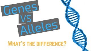 Genes vs Alleles [upl. by Nodrog242]