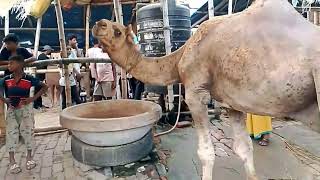 গাবতলি হাটে বিশাল উটের দেখা মিললো Mashallah  Gabtoli  DayalAgro20 [upl. by Yoral]