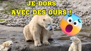 Les hôtels incroyables de Pairi Daiza test de la chambre ours polaire cest INCROYABLE [upl. by Holms528]