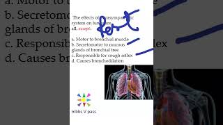 Anatomy Thorax 276 ParaSympathetic lung bronchodialation mcq viva [upl. by Tenom]