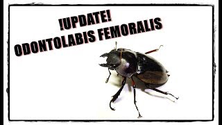 5 Update Odontolabis femoralis  First Adults  Die ersten Käfer [upl. by Tartan272]