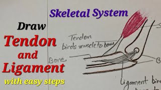 Tendon and ligament drawing easy How yo draw ligament and tendon Skeletal system drawing easy [upl. by Anaoy]