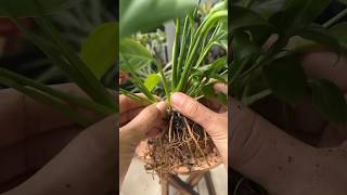 How to propagate peace lily via root division peacelily spathiphyllum propagation garden [upl. by Enaywd]