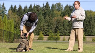 Ivas October Obedience Work Part 1  Kraftwerk K9 German Shepherds [upl. by Akiret]