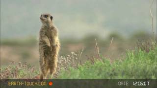 Group hug Meerkat family huddles together [upl. by Metabel]