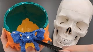 Skull Anatomy Series  The Sphenoid Bone  Part 7 of 9 [upl. by Ahsekim]