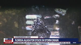 Crews rescue massive alligator stuck in Florida storm drain [upl. by Ibbed]