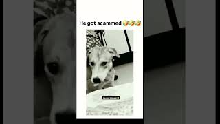 He got Scammed 🤣😂😂 trending funny viralvideo animals [upl. by Lowrie471]