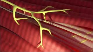 The Structure and Function of the Muscle Spindle Fiber [upl. by Kohler925]