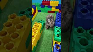 Assistant Builds A Lego Maze to Challenge her Funny Dog Waffles Dog FunnyDog [upl. by Alleb892]