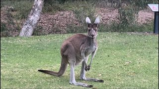 Yanchep National Park Perth Western Australia [upl. by Llenad]