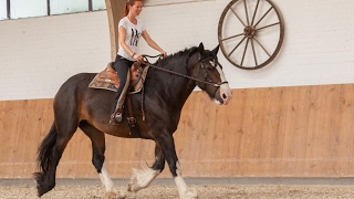 Mit Kaltblütern gebisslos reiten  heute Das Shire Horse [upl. by Otsugua765]