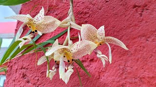 Floración de la orquídea stanhopea [upl. by Swarts]