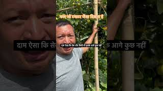 फल जो टमाटर जैसा दिखता है दाम ऐसा कि सेब और किवी भी इसके आगे person fruit juice high [upl. by Evannia482]