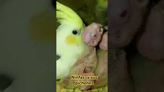 Ninfitas y sus pichones birds aviarios parrot aviario birdslover [upl. by Anuhsal]