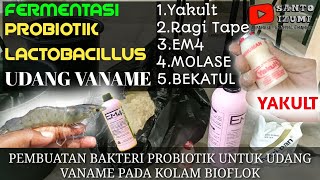 FERMENTASI BAKTERI PROBIOTIK UNTUK UDANG VANAME  Lactobacillus Biofloc System [upl. by Edith730]