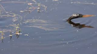 Anhinga anhinga the water bird [upl. by Guyon]