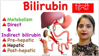 Bilirubin metabolism in hindi  Direct amp Indirect Bilirubin  Prehepatic  Hepatic  Posthepatic [upl. by Aerdnaxela]