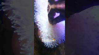 How Does A Sea Anemone Eat [upl. by Menis]