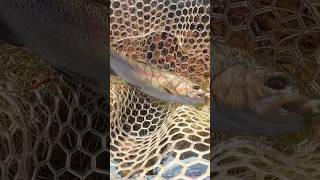 Rainbow Trout Catch [upl. by Free]