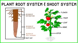 Plant Root System amp Shoot System [upl. by Enymzaj]