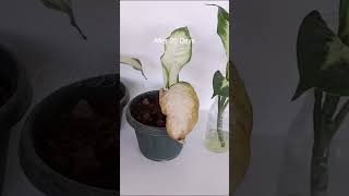 Dieffenbachia Camille Propagation in Water and Soil shorts DieffenbachiaCamille propagation [upl. by Ahsatsana624]