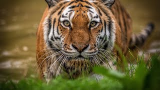 Siberian Tigers  Big Cats Wild Dcumentary HD 1080p [upl. by Ecahc]