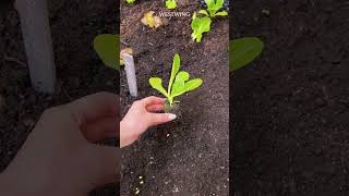 Hochbeet für jeden Balkon 🌱 planting balcony [upl. by Niamjneb]