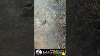 Tilapia fish 🐠🐟🐠 video fishingvideo murrel fishingtechniques fish murrelfishcurry catchingfish [upl. by Westlund649]