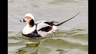 Long tailed Duck in 4K [upl. by Biel720]